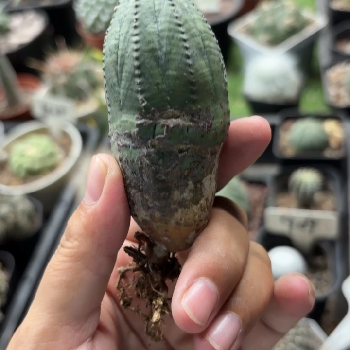 布纹球好养皮实好活
