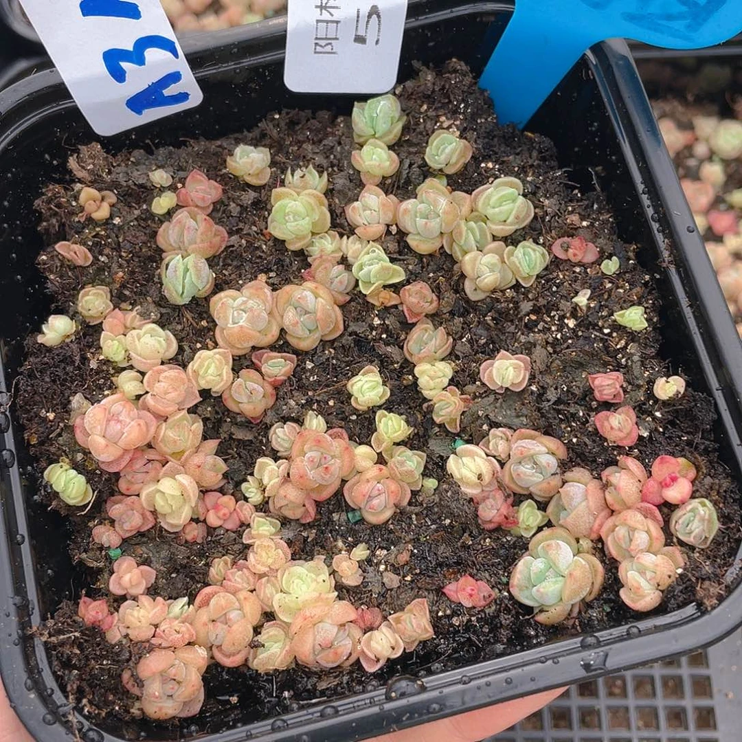 量拍多肉植物多肉植物568
