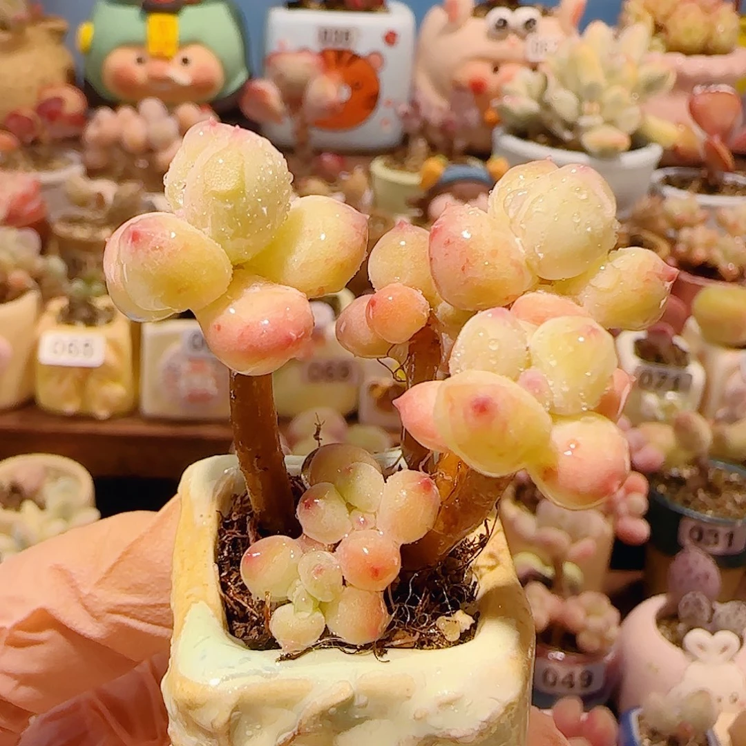 T仙女彩虹奶盆口2.5cm