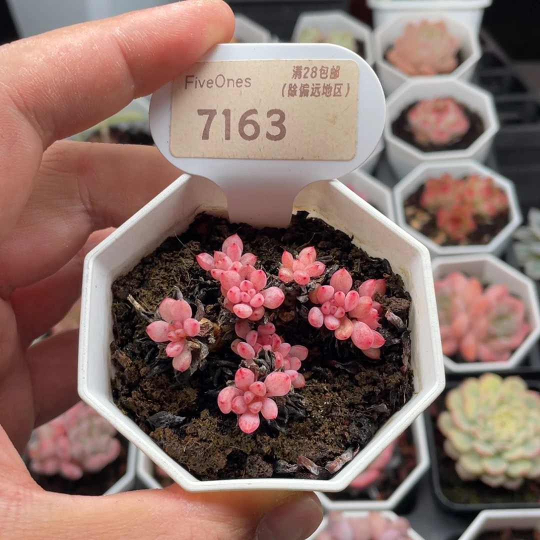 可爱泡泡7163-5厘米