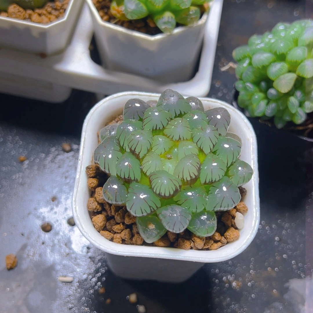 紫姬冰灯玉露多肉多肉一颗