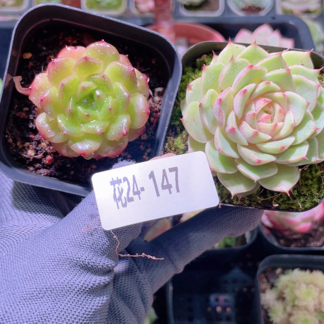 一****花利美24-147灵翠＋苯巴蒂斯