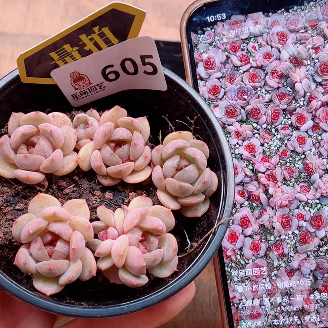 多肉植物多肉植物