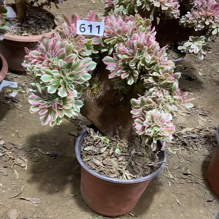 611粉女巫老庄缀化老板子