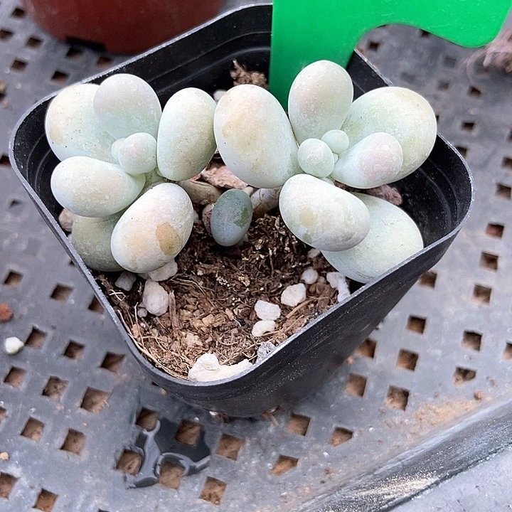多肉植物蛋黄奶1661