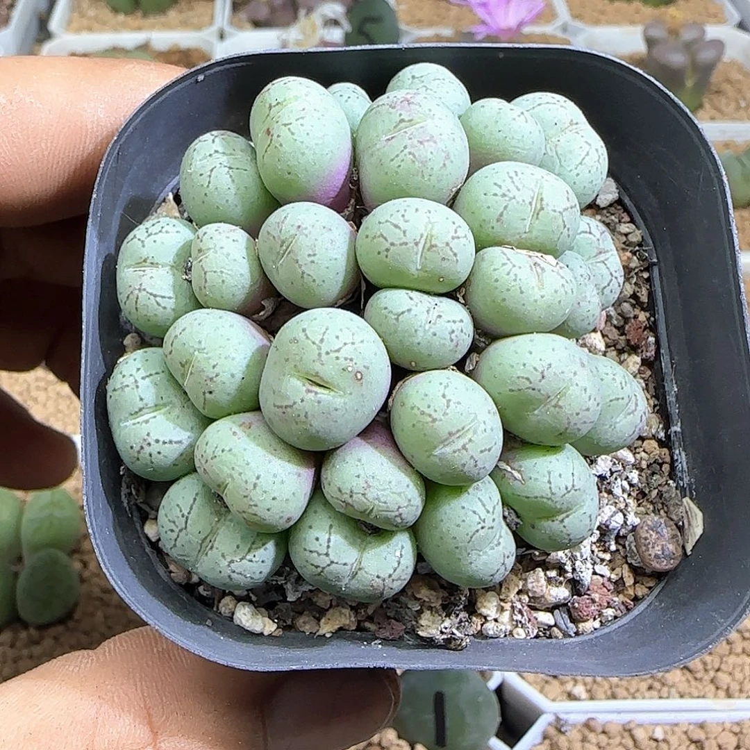 荧光玉。     54558