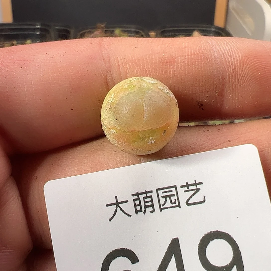 0000649 一物一拍……