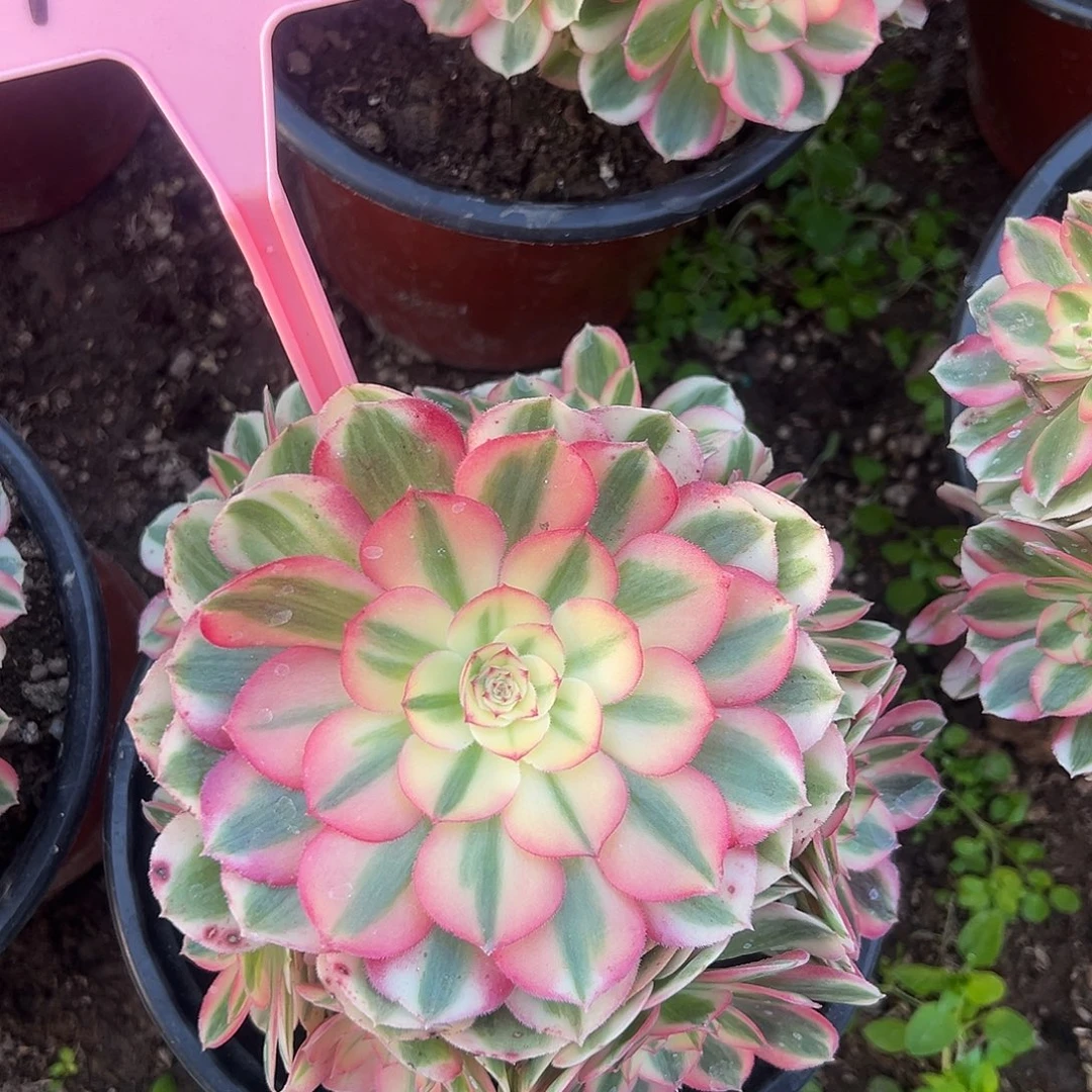 4010倾城多肉法师