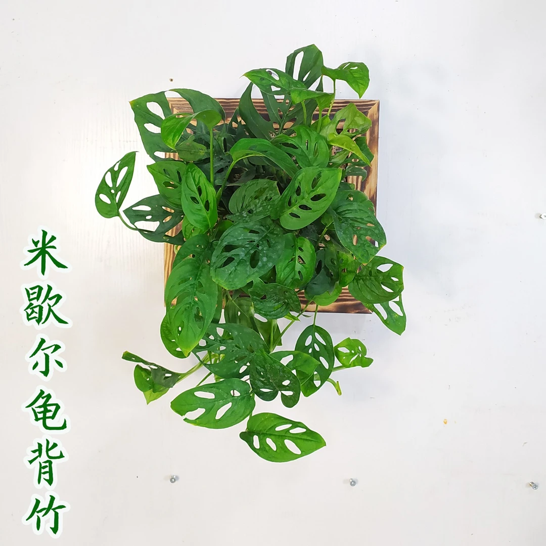 仙洞龟背竹植物壁挂板苔藓球水培盆栽好养耐阴悬挂垂吊兰挂墙绿植
