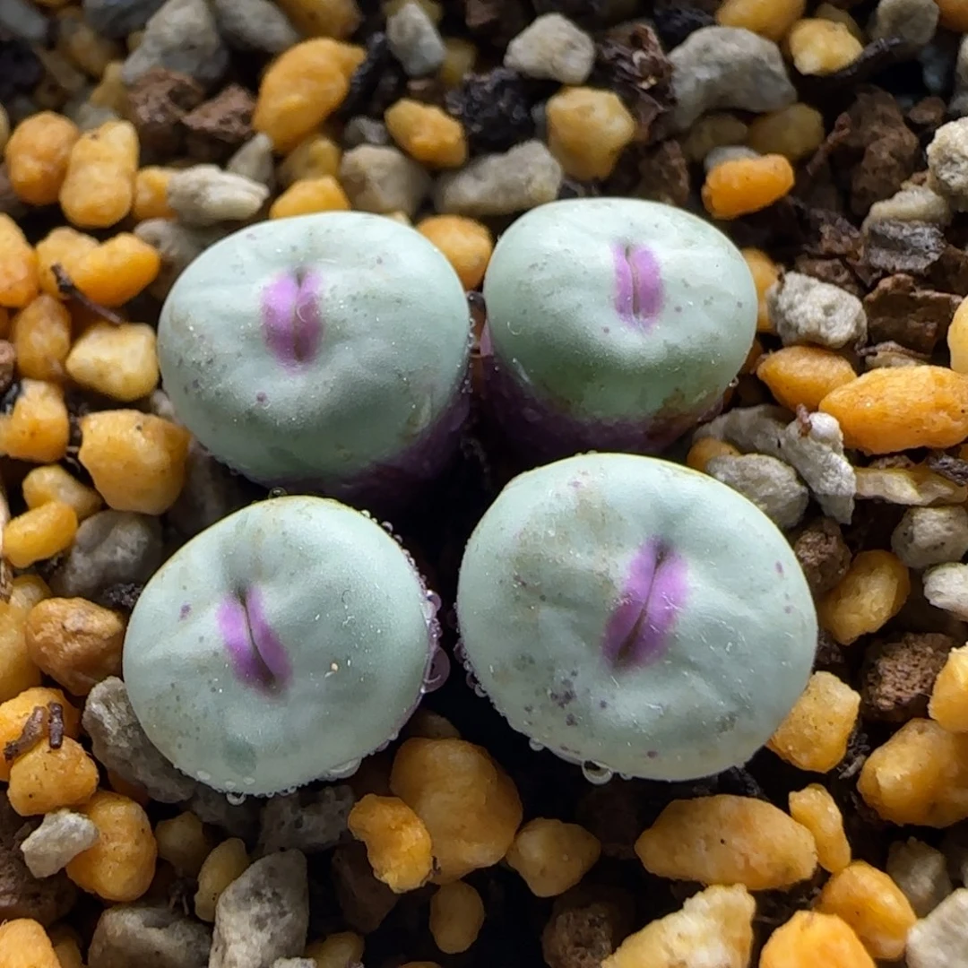 10-21-6-1当天满38包邮特选厚嘟嘟嘴0.9cm脱土