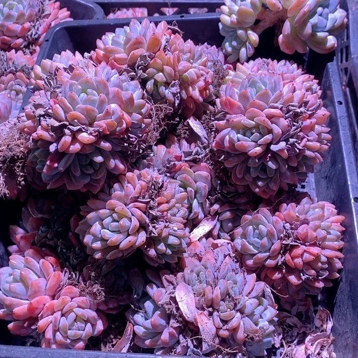 春***花随机一颗呀呀呀呀