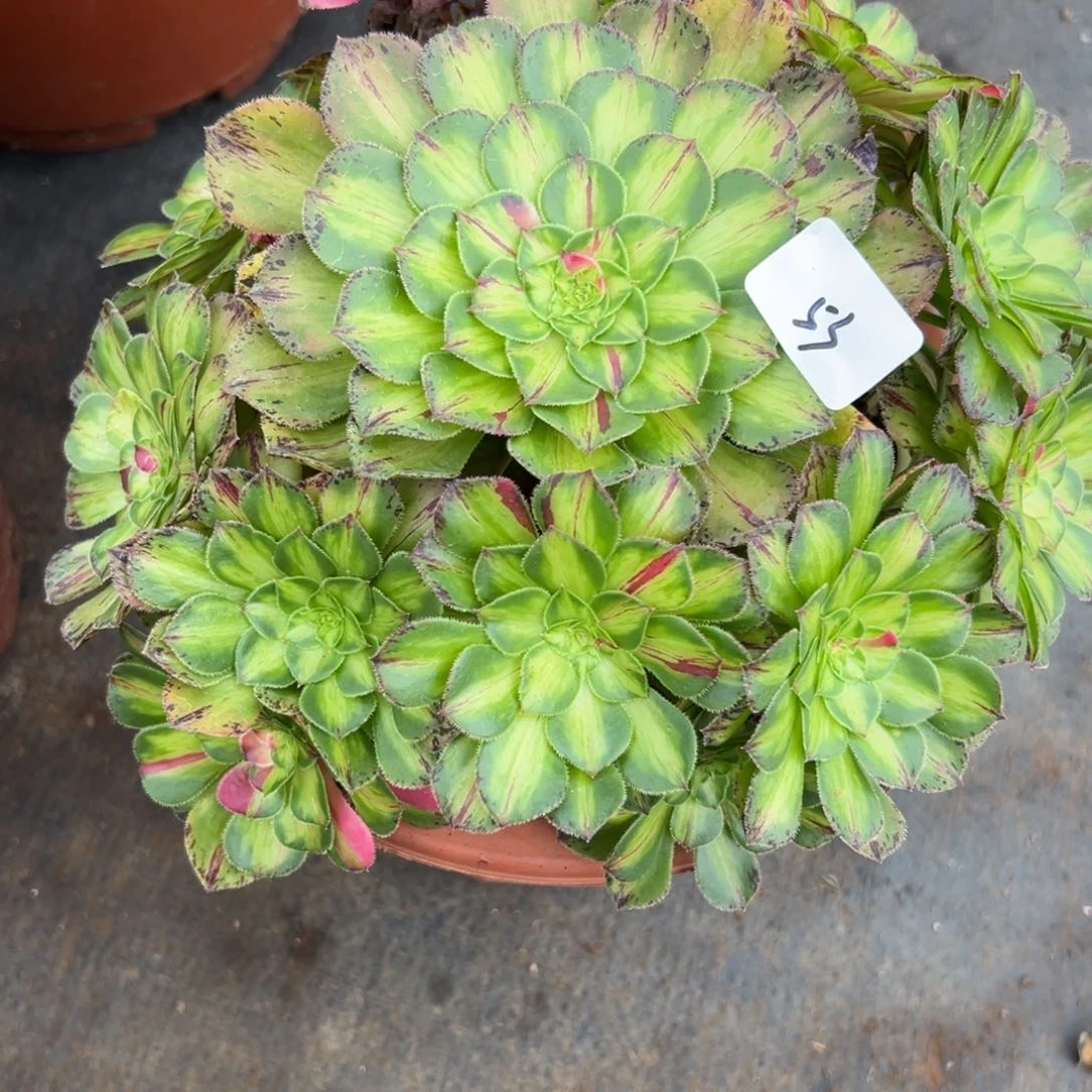 ?**煜53知否多肉植物系