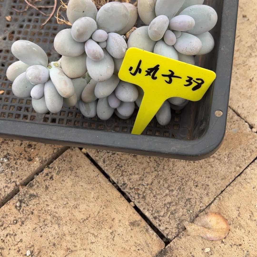 小***7小丸子38。
