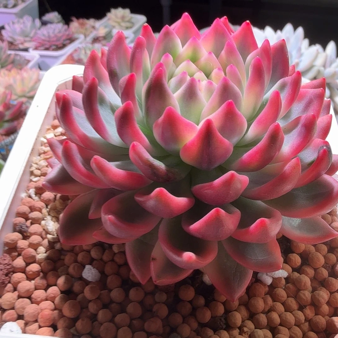拉菲锦，多肉植物。