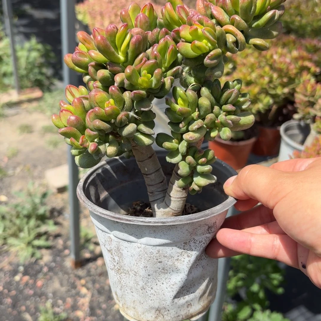 招财猫多肉整群11㎝盆特价