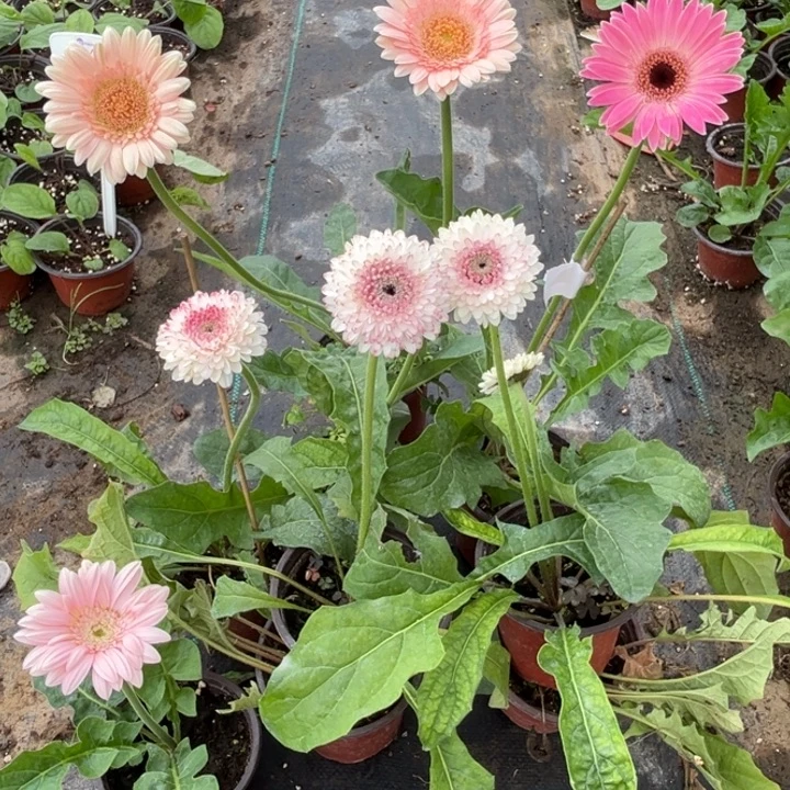 c***.无花朵水蜜桃2 绿恋2 冰清2