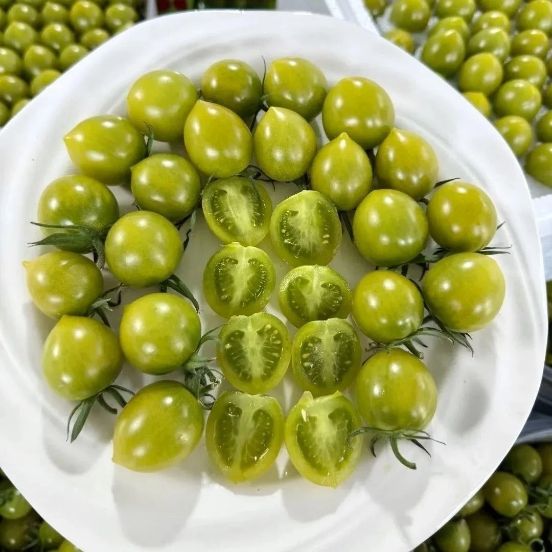 正宗山东寿光青甜2号小番茄新鲜薄皮绿色番茄水果酸甜圣女果柿子