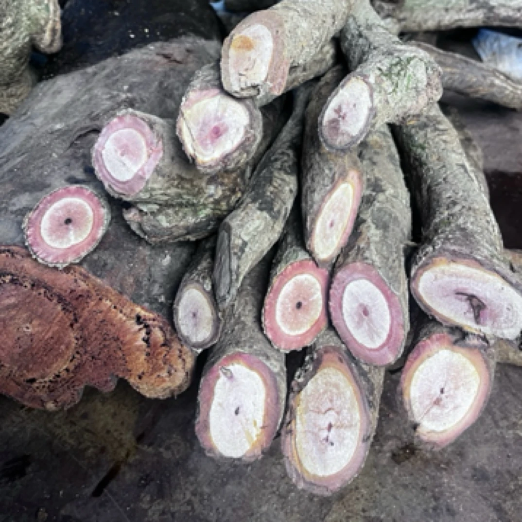 来自大山 海风藤