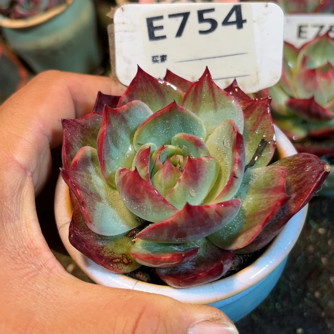 惊鸿一瞥754号多肉