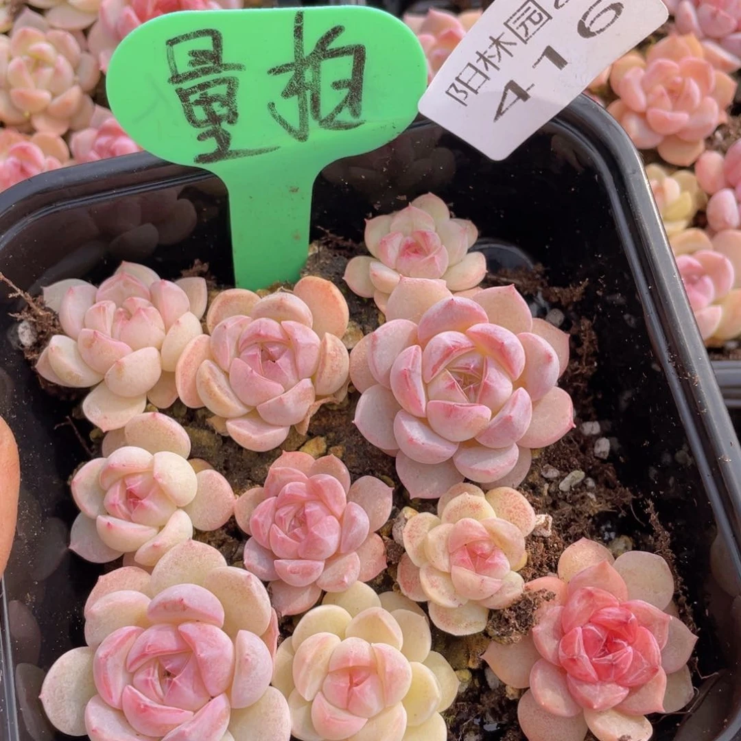 量拍多肉植物多肉植物416