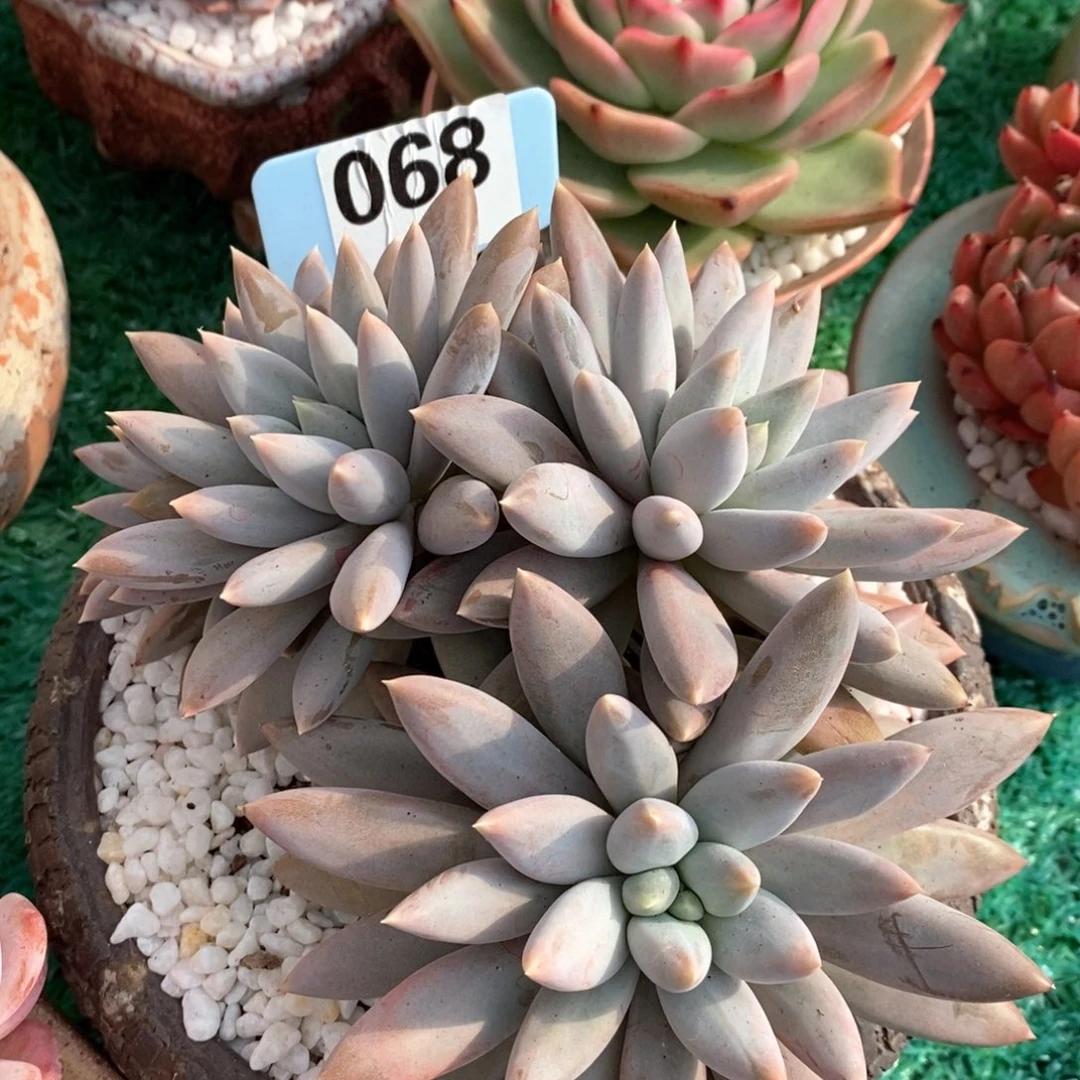 哥特萝莉多肉植物盆栽