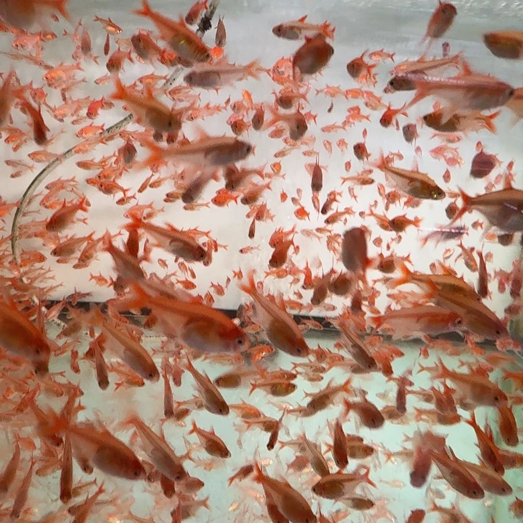 头尾灯鱼5条刚果5条蓝美人7石美人7鸽子7苹果