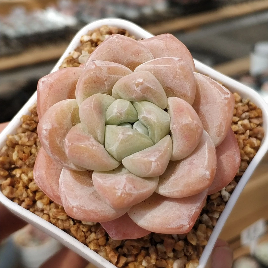 偷心181-240号多肉植物一物一拍链接