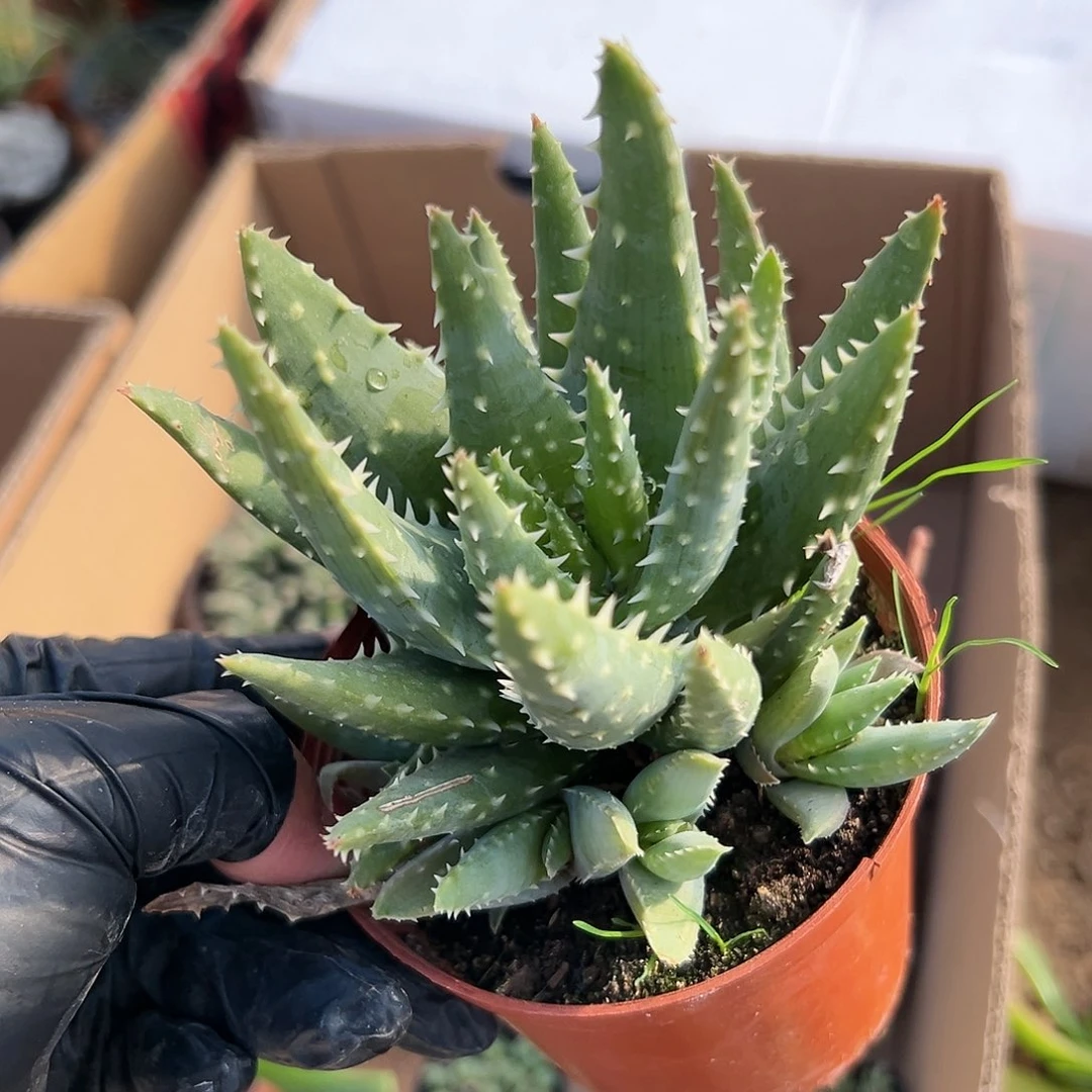 多肉植物芦荟群生