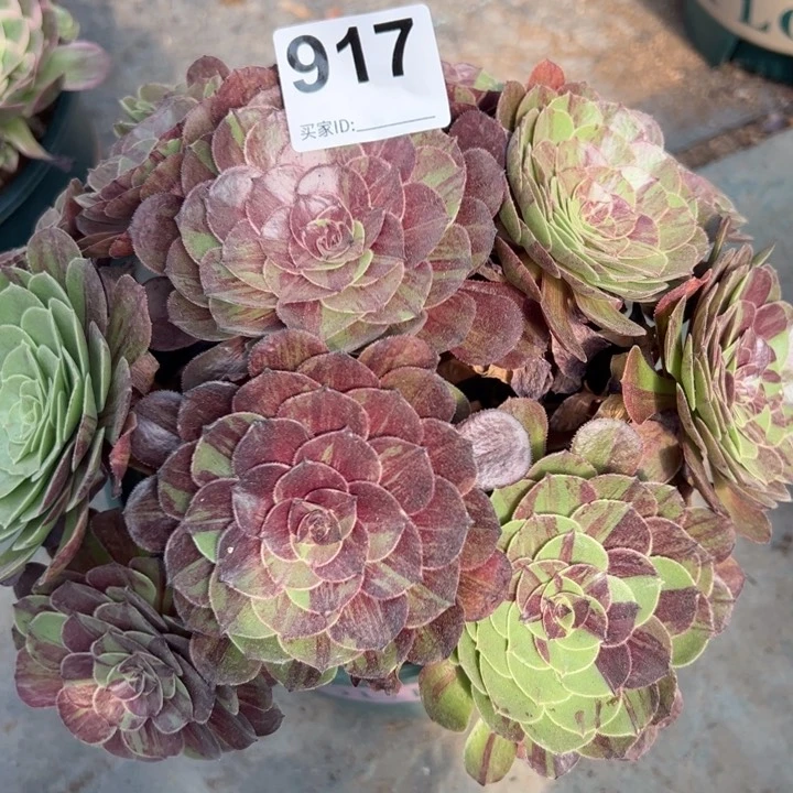 917花月夜22厘米左右半木质