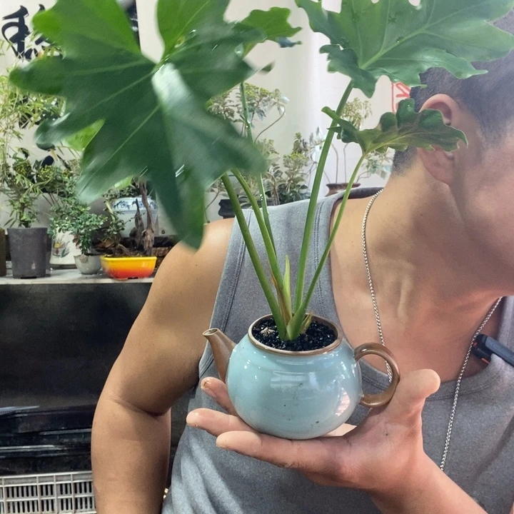 无花朵退款拉黑拉黑40