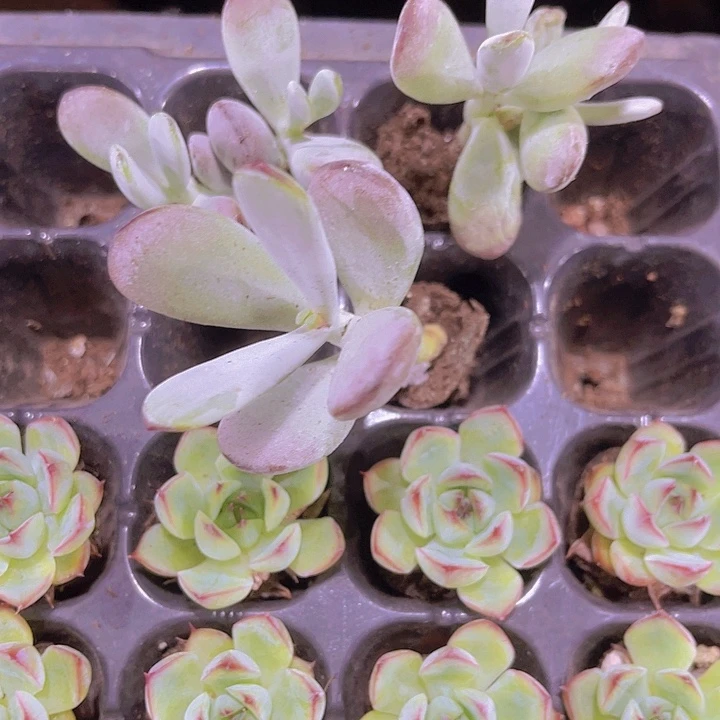 精品一单三颗乒乓福娘多肉