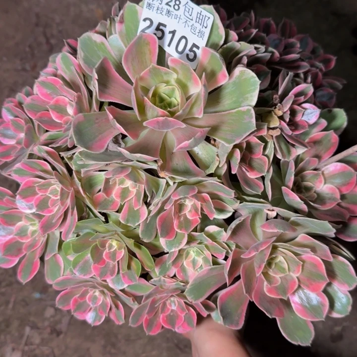 25105女妖多肉植物