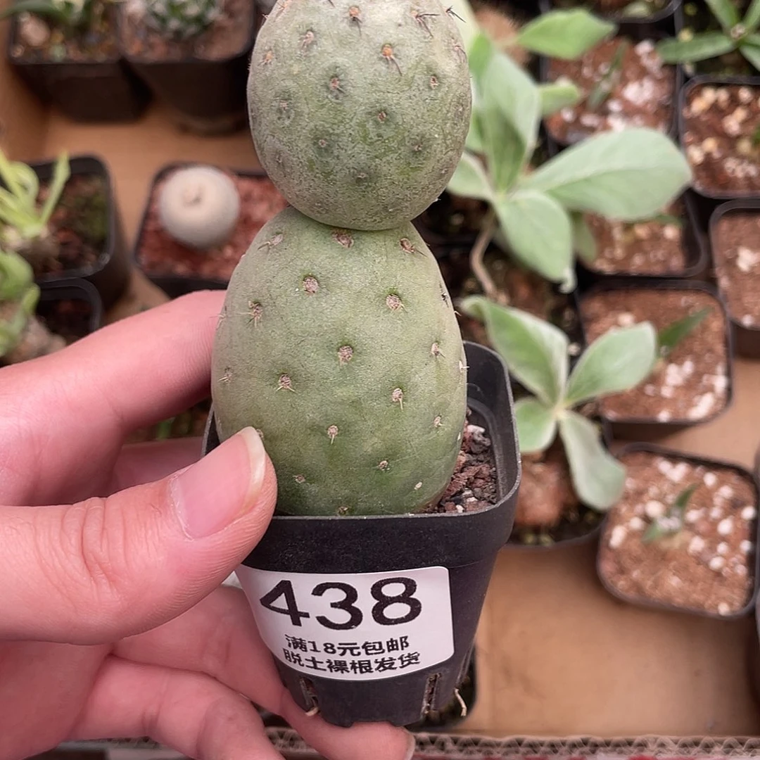 438雪人习志野（满18包邮）