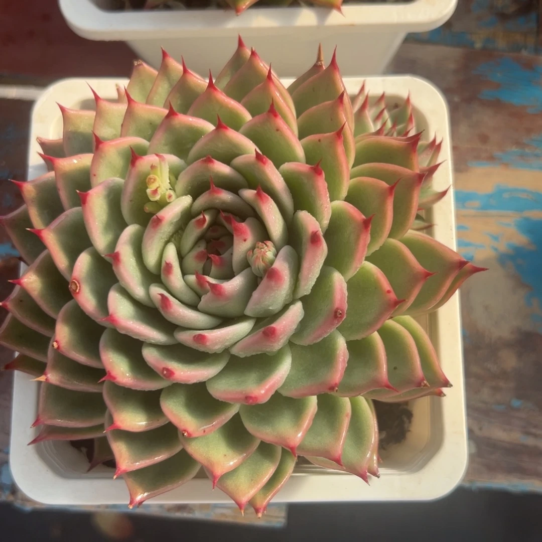 一物一拍，38包邮！80