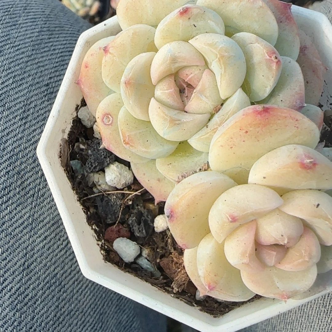 多肉小卡拉米糖心一物一拍