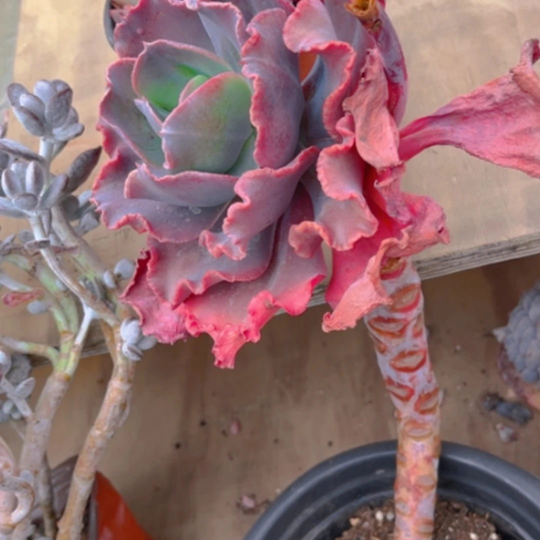 【闪购商品】红婚纱多肉0782