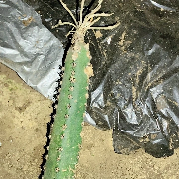 小****。袖蒲嫁接美杜莎仙人球