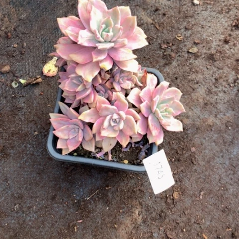 妮*1746彩虹糖锦