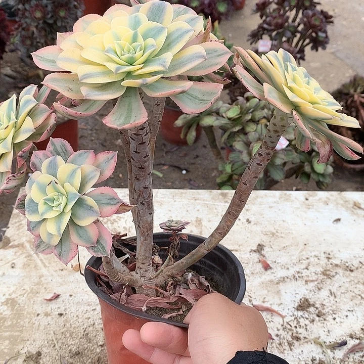 129灿烂多肉植物