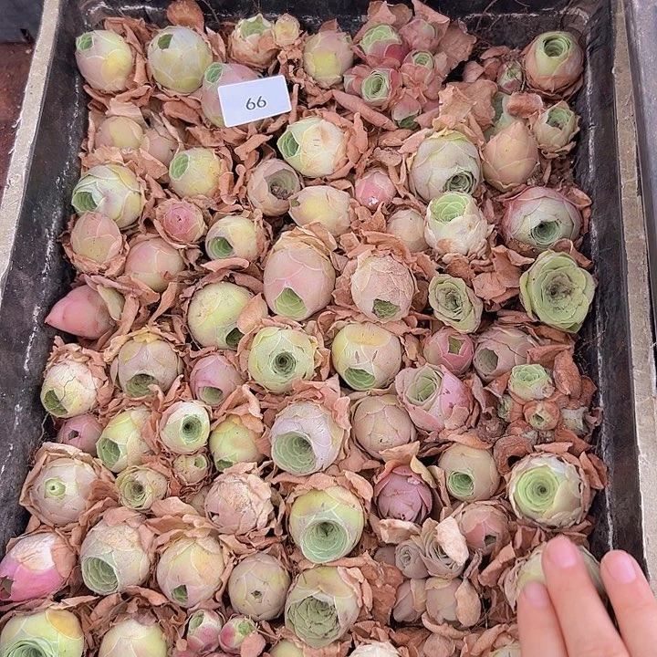 山地玫瑰多肉植物山地66