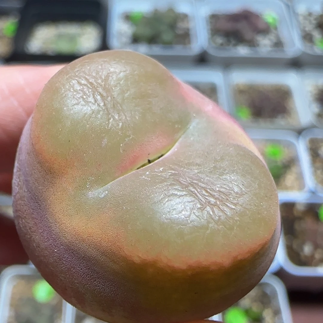 2.5+漂亮多肉植物31