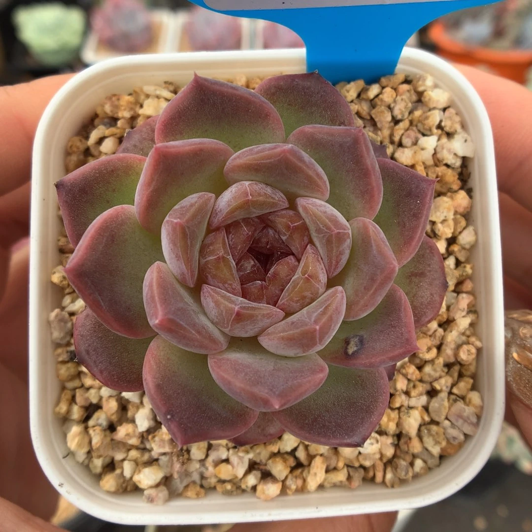 153葡萄紫心糖心多肉植物