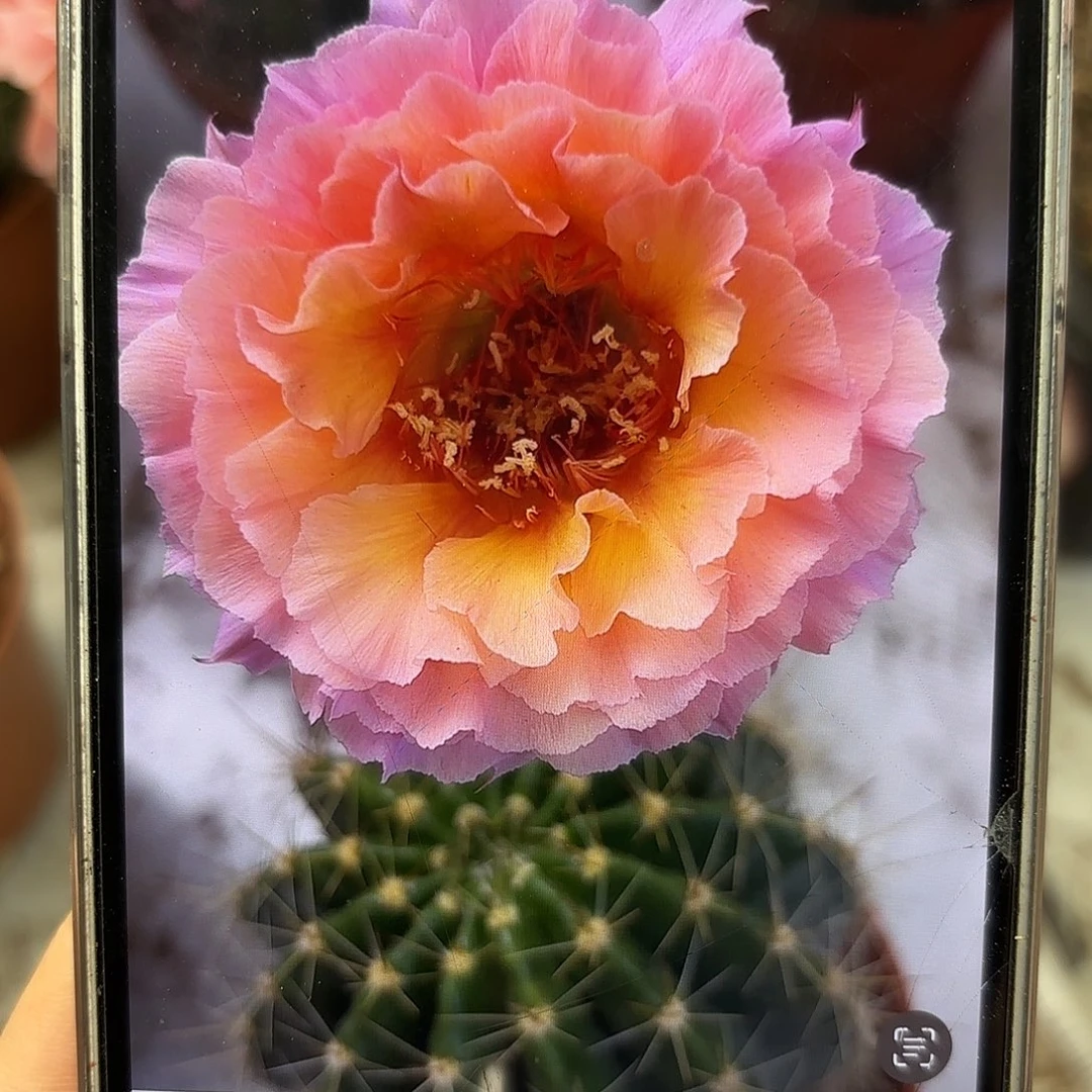 彩草青鸾火凤4公分侧牙