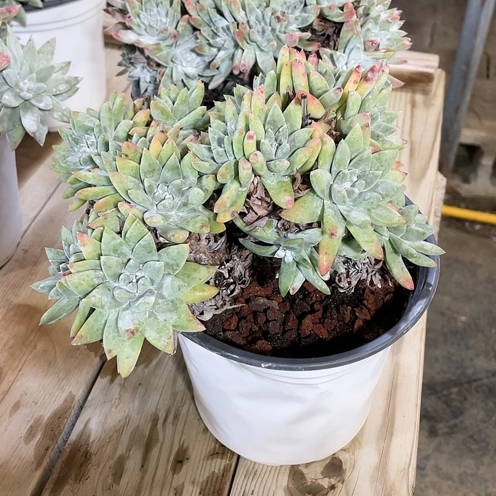 喵***姐白拇粗桩福利粗桩