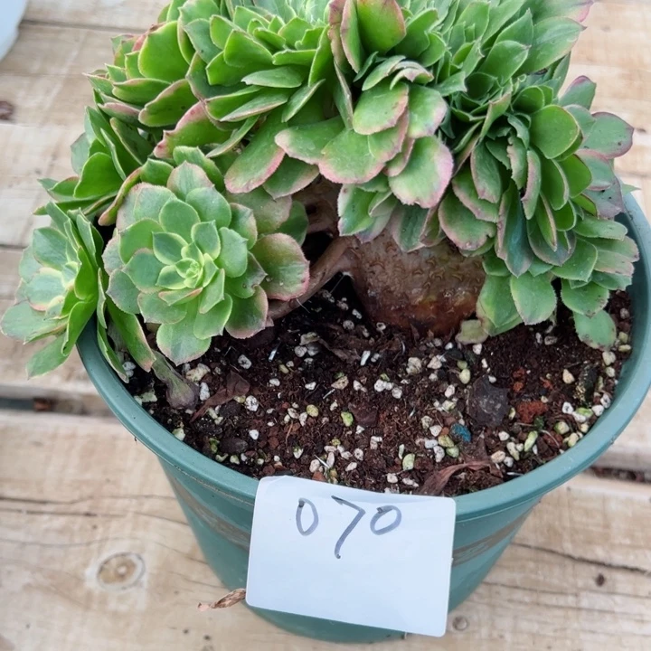 070多肉法师海王缀一个