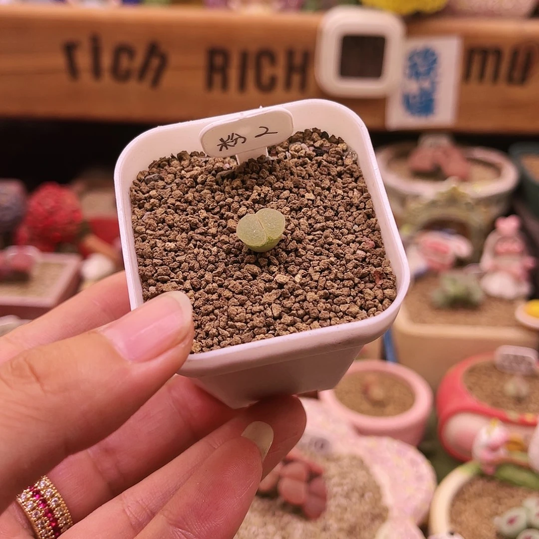 粉红女郎近三年可带盆土发货