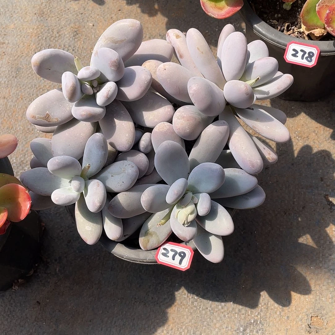 279鸡蛋美人 十号 一物一拍多肉