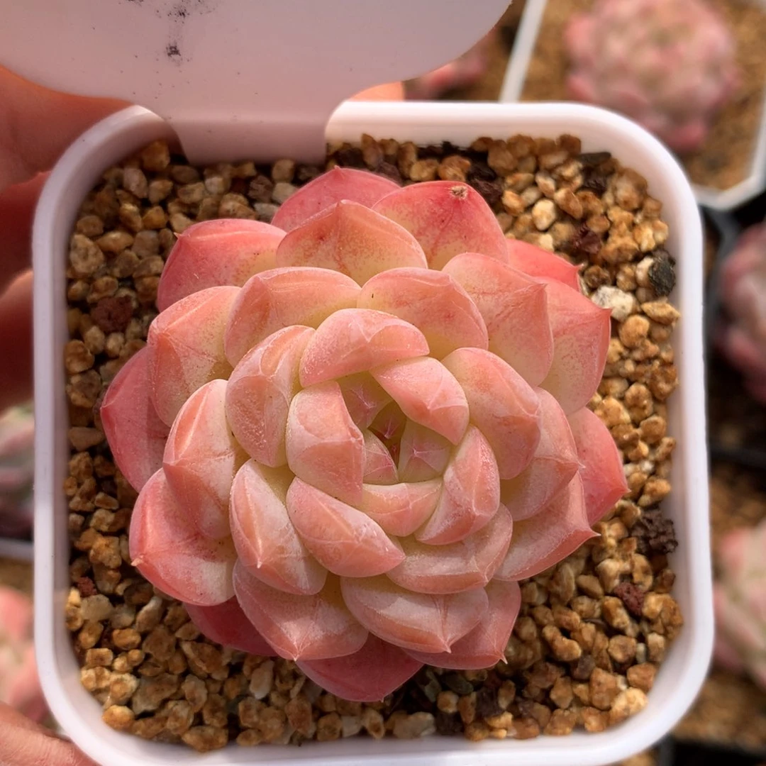 福利美心单头4多肉