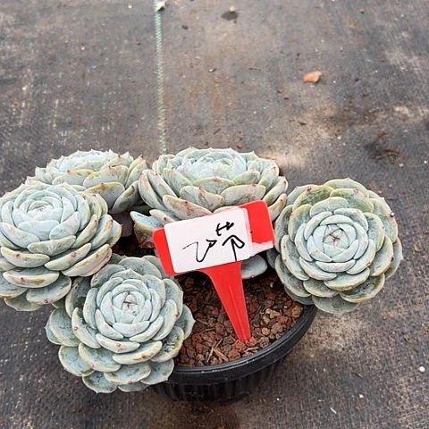 20劳林带盆一个多肉