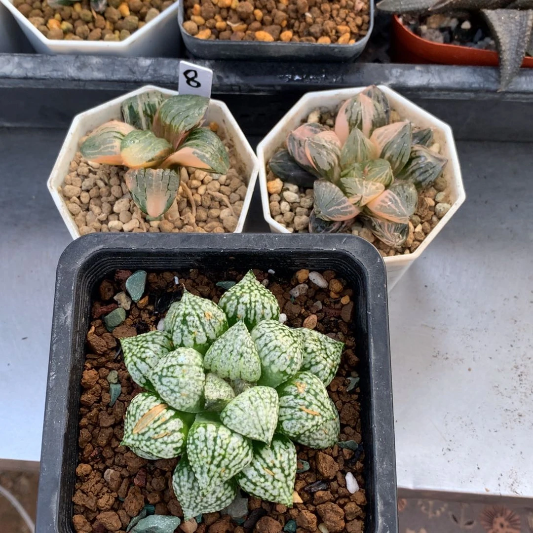 润***石指出拍，带盆土发货了